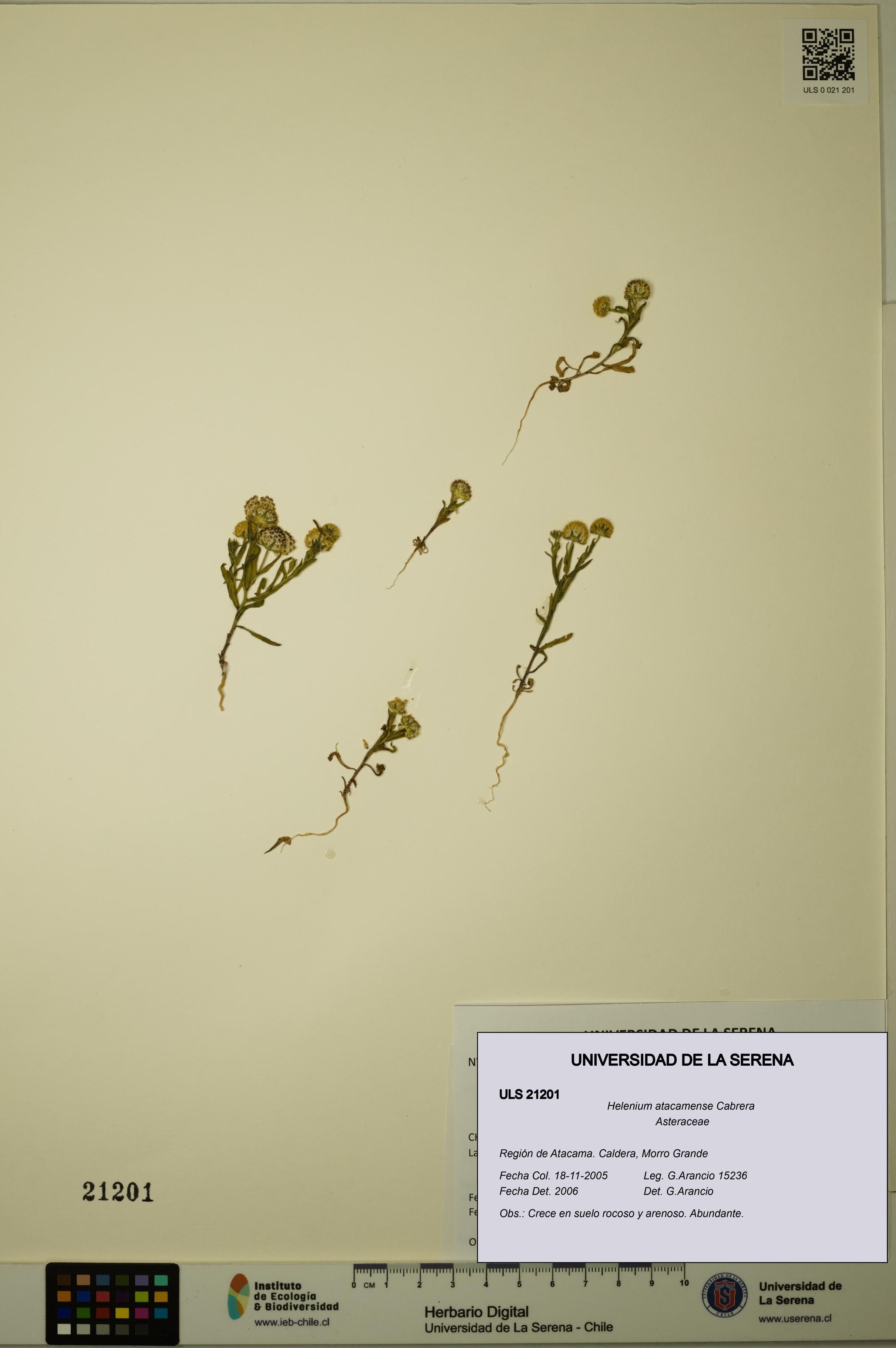 Helenium atacamense [Espécimen: ULS:ULS:0021201]