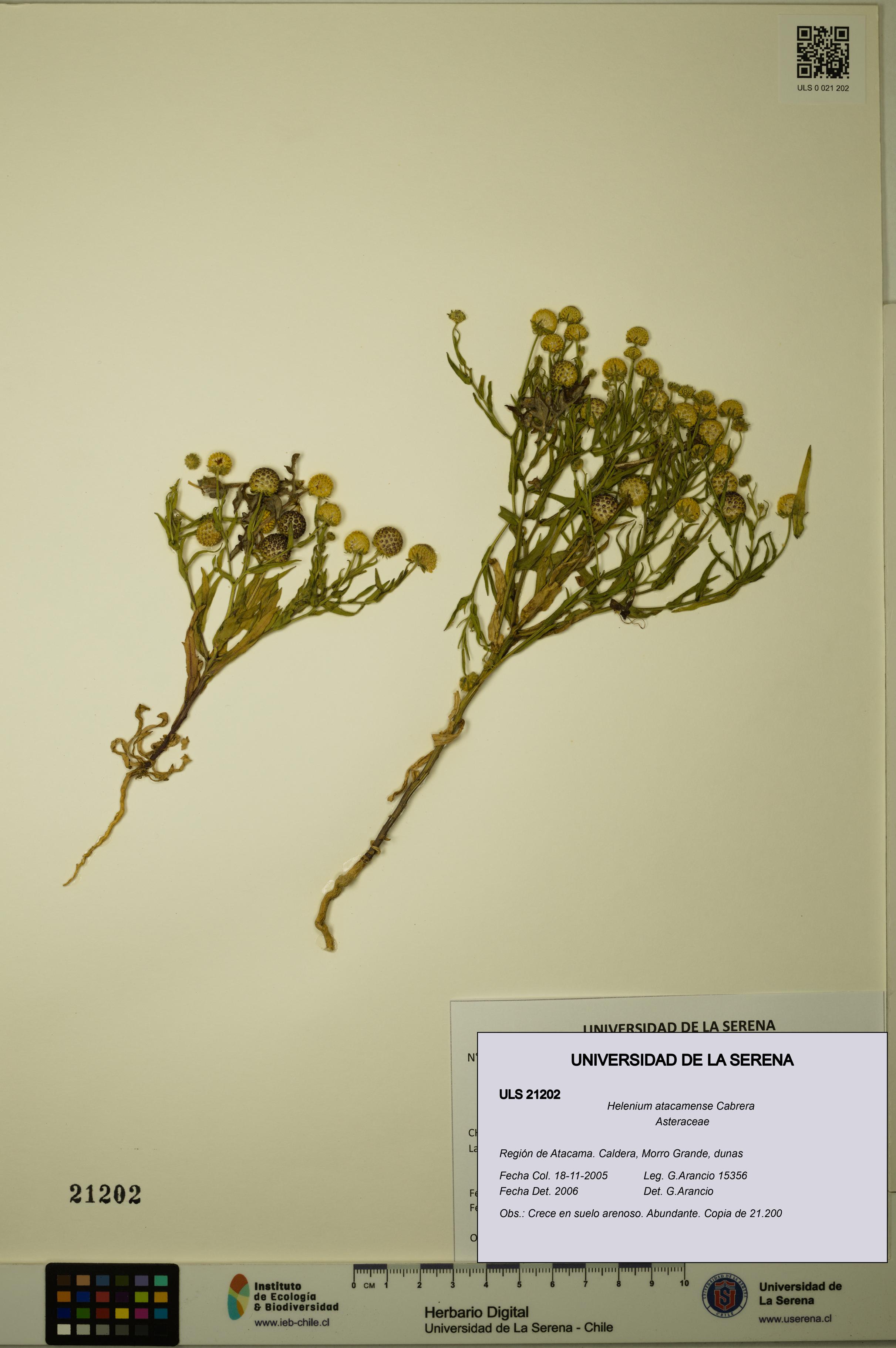 Helenium atacamense [Espécimen: ULS:ULS:0021202]