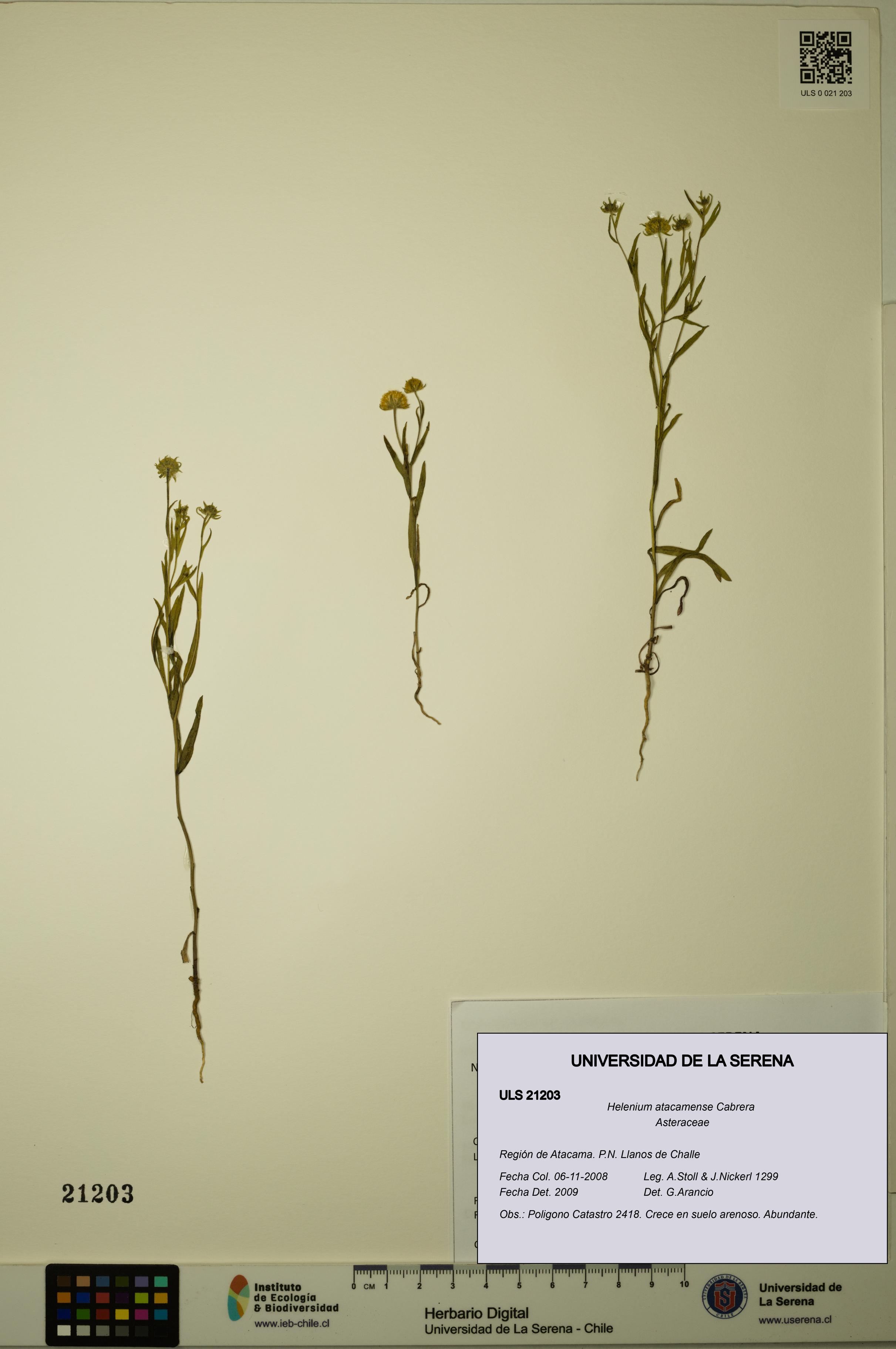 Helenium atacamense [Espécimen: ULS:ULS:0021203]