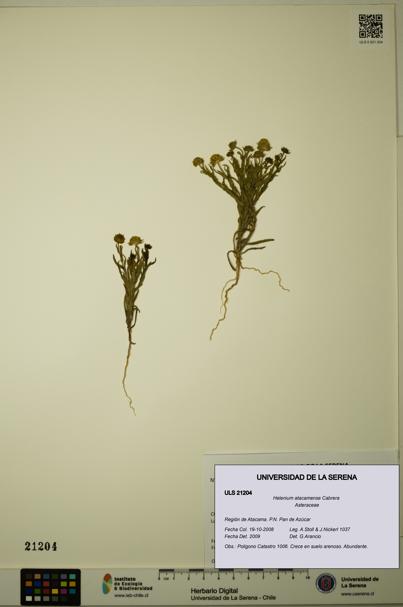 Helenium atacamense [Espécimen: ULS:ULS:0021204]
