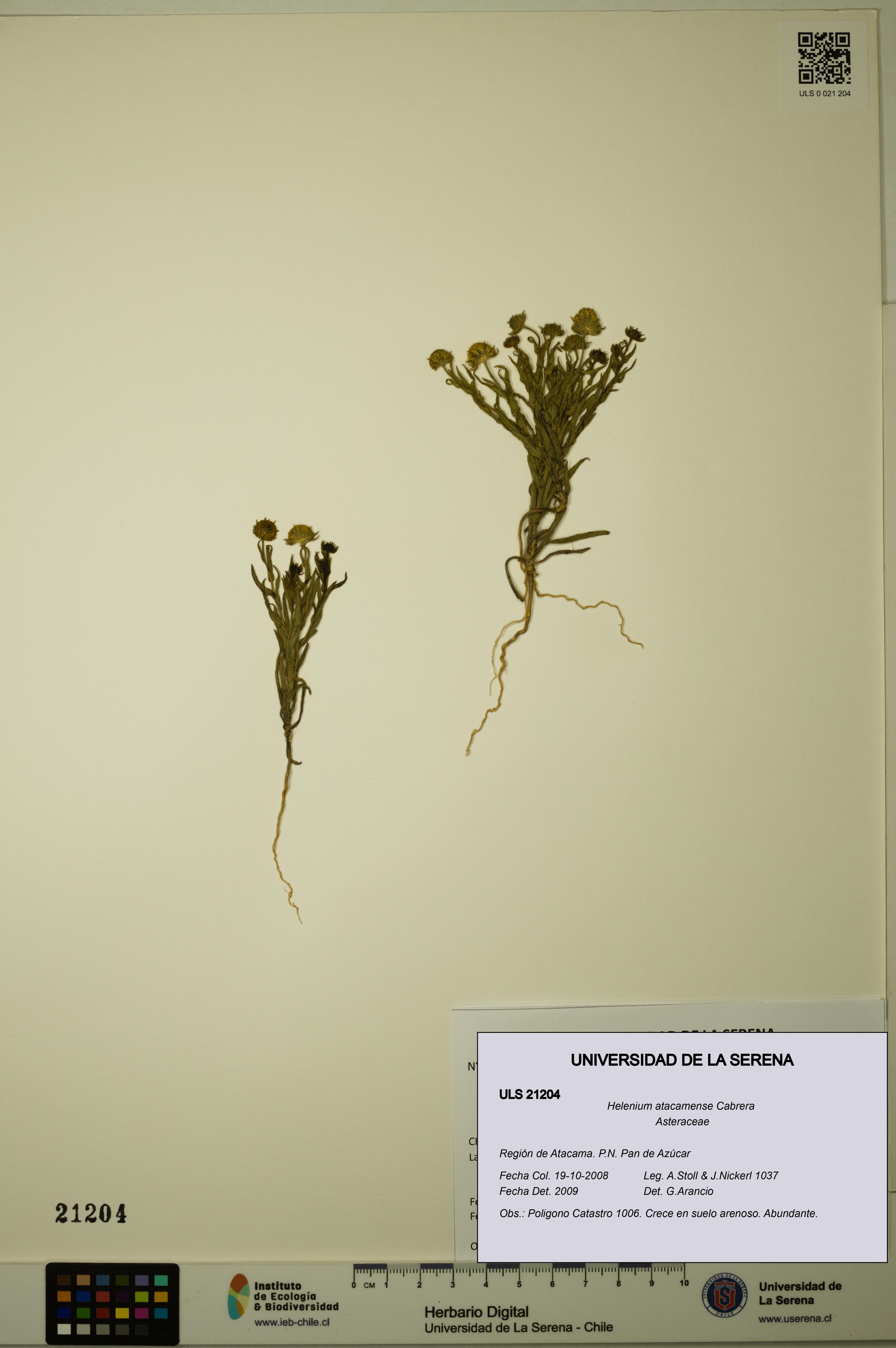 Helenium atacamense [Espécimen: ULS:ULS:0021204]