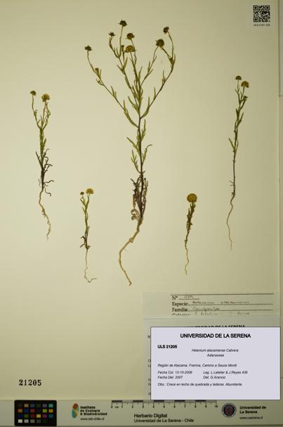 Helenium atacamense [Espécimen: ULS:ULS:0021205]