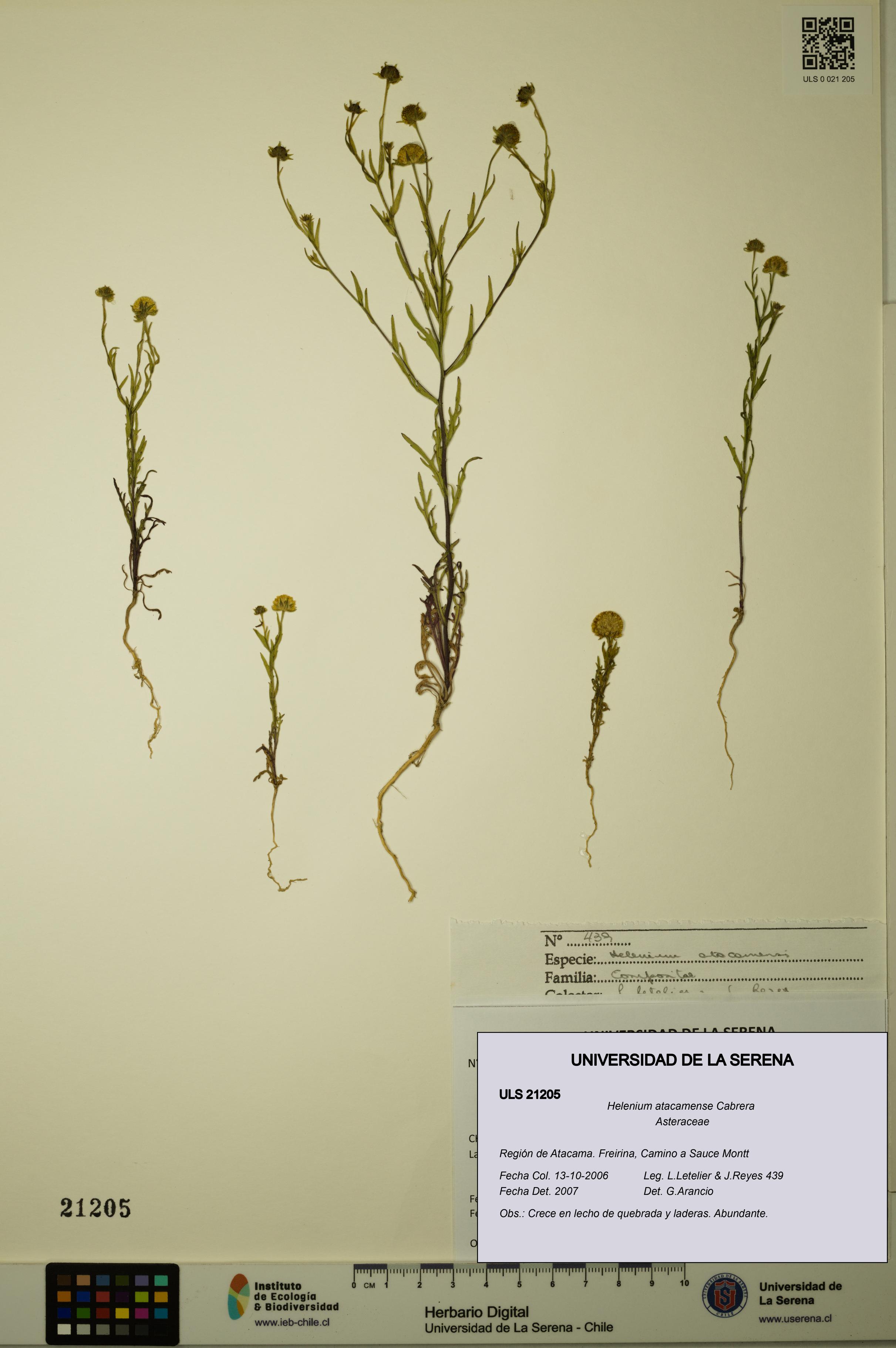 Helenium atacamense [Espécimen: ULS:ULS:0021205]