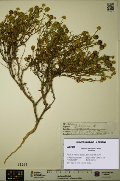 Helenium atacamense [Espécimen: ULS:ULS:0021206]