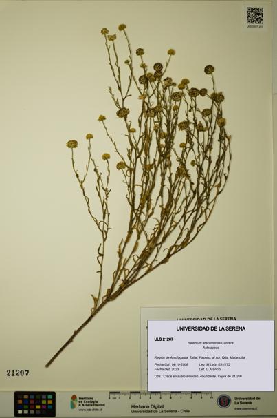 Helenium atacamense [Espécimen: ULS:ULS:0021207]