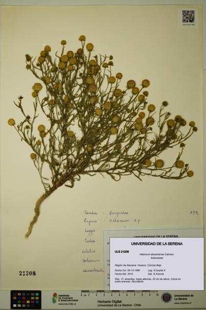 Helenium atacamense [Espécimen: ULS:ULS:0021208]