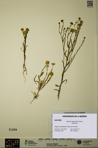 Helenium atacamense [Espécimen: ULS:ULS:0021209]
