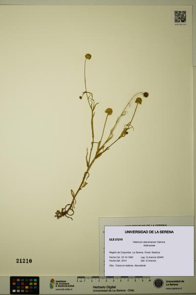 Helenium atacamense [Espécimen: ULS:ULS:0021210]