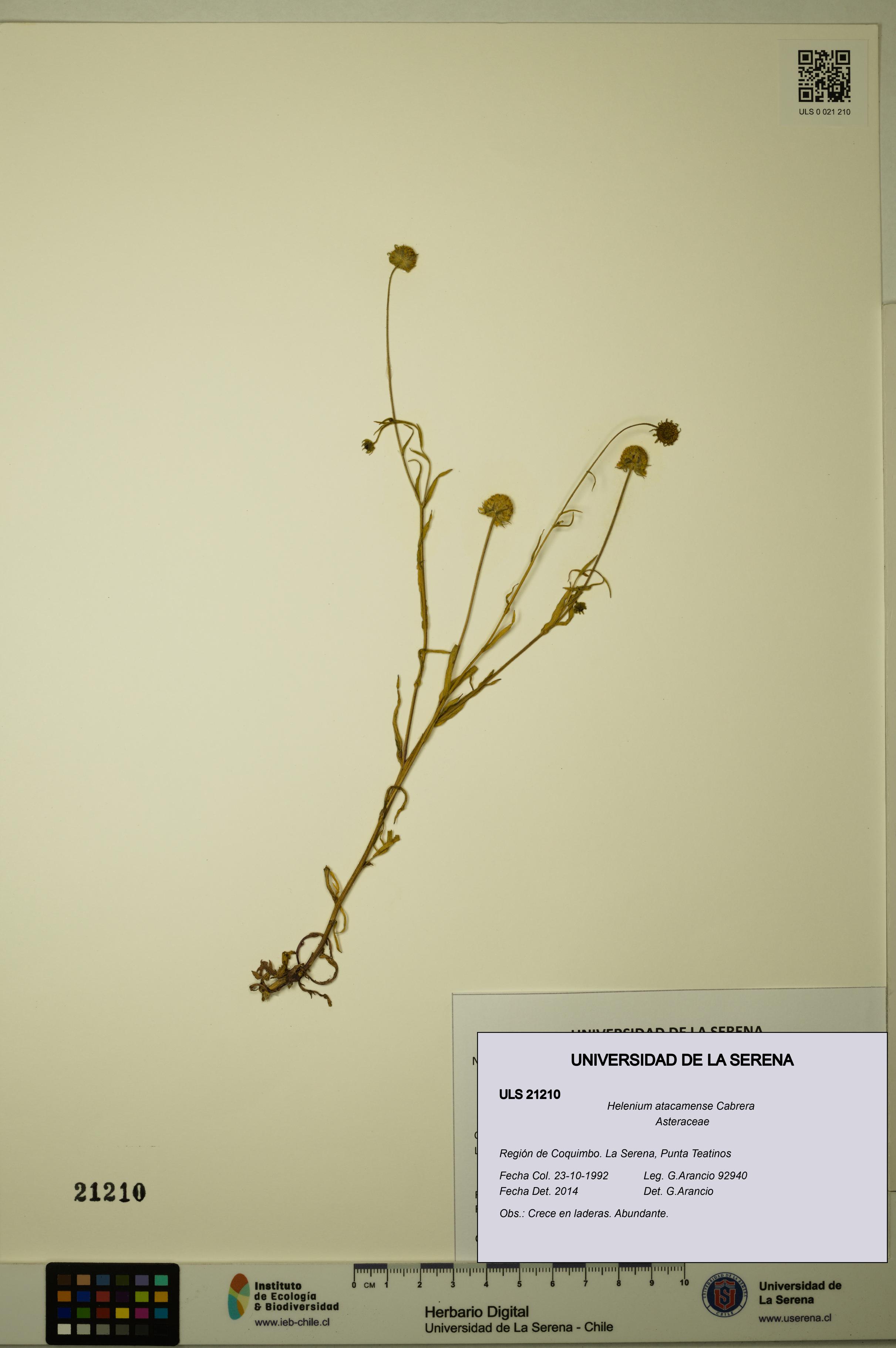 Helenium atacamense [Espécimen: ULS:ULS:0021210]