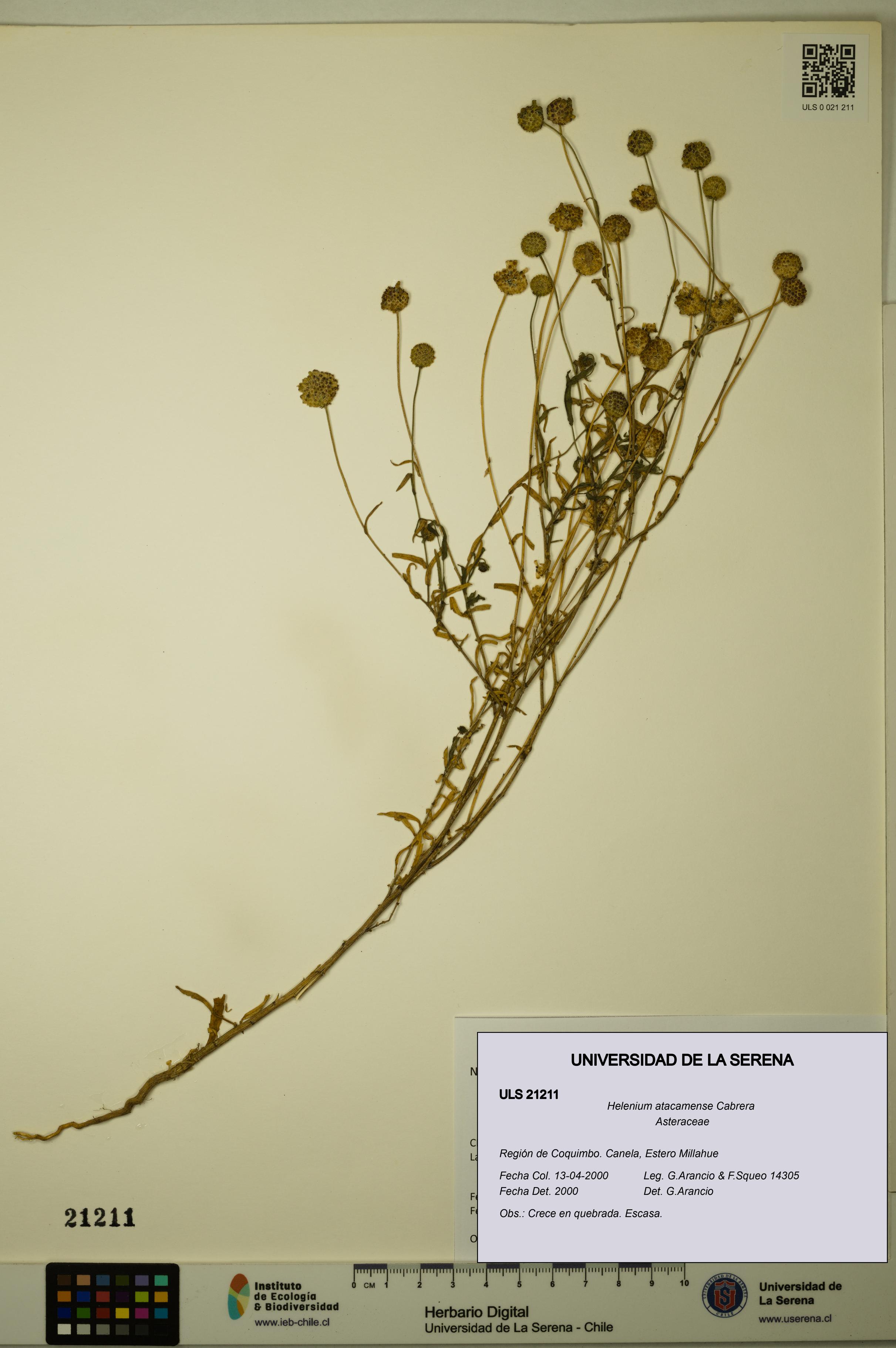 Helenium atacamense [Espécimen: ULS:ULS:0021211]