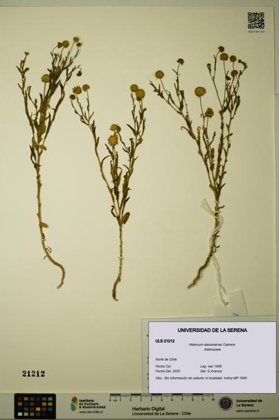 Helenium atacamense [Espécimen: ULS:ULS:0021212]