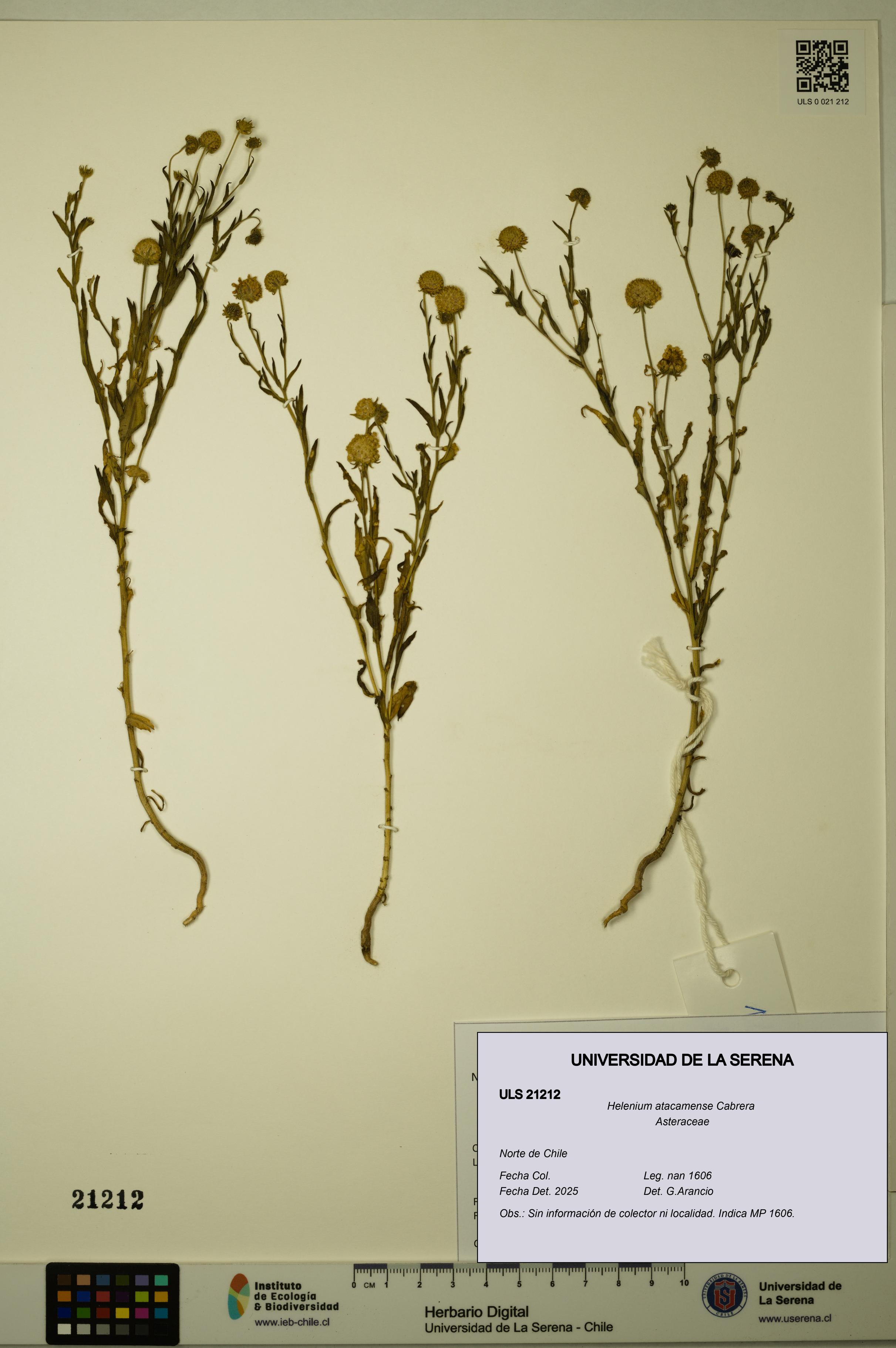 Helenium atacamense [Espécimen: ULS:ULS:0021212]