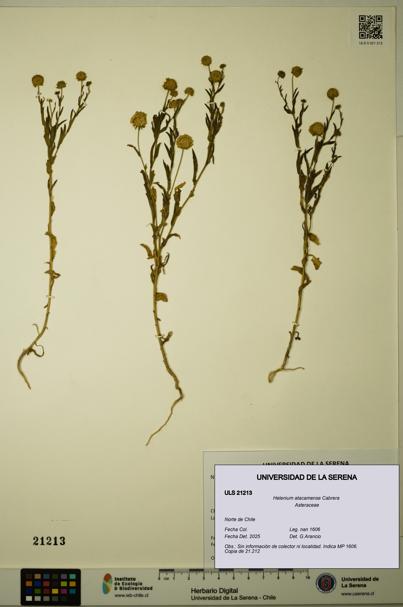Helenium atacamense [Espécimen: ULS:ULS:0021213]