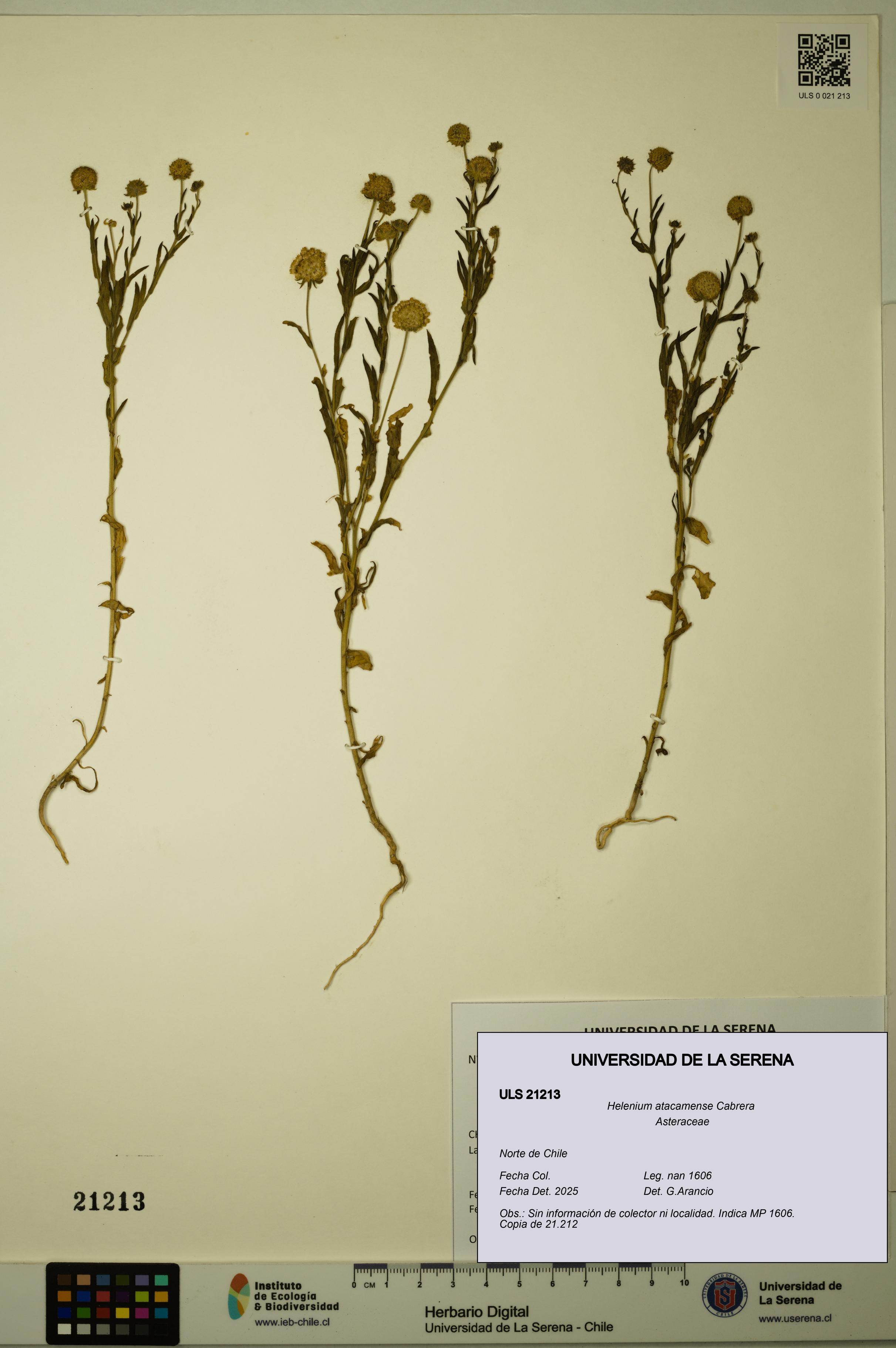 Helenium atacamense [Espécimen: ULS:ULS:0021213]