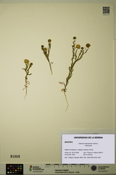 Helenium atacamense [Espécimen: ULS:ULS:0021214]