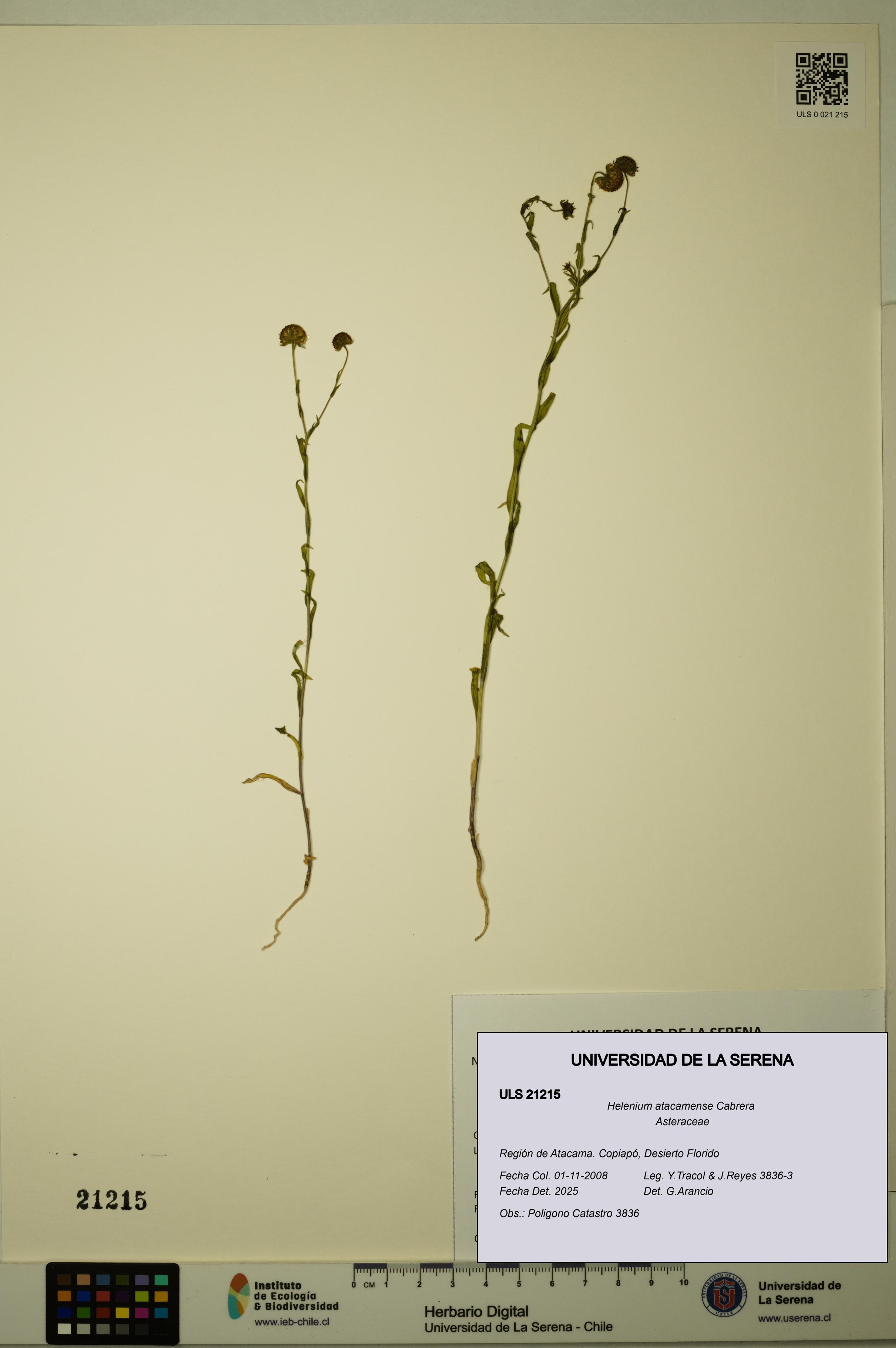Helenium atacamense [Espécimen: ULS:ULS:0021215]