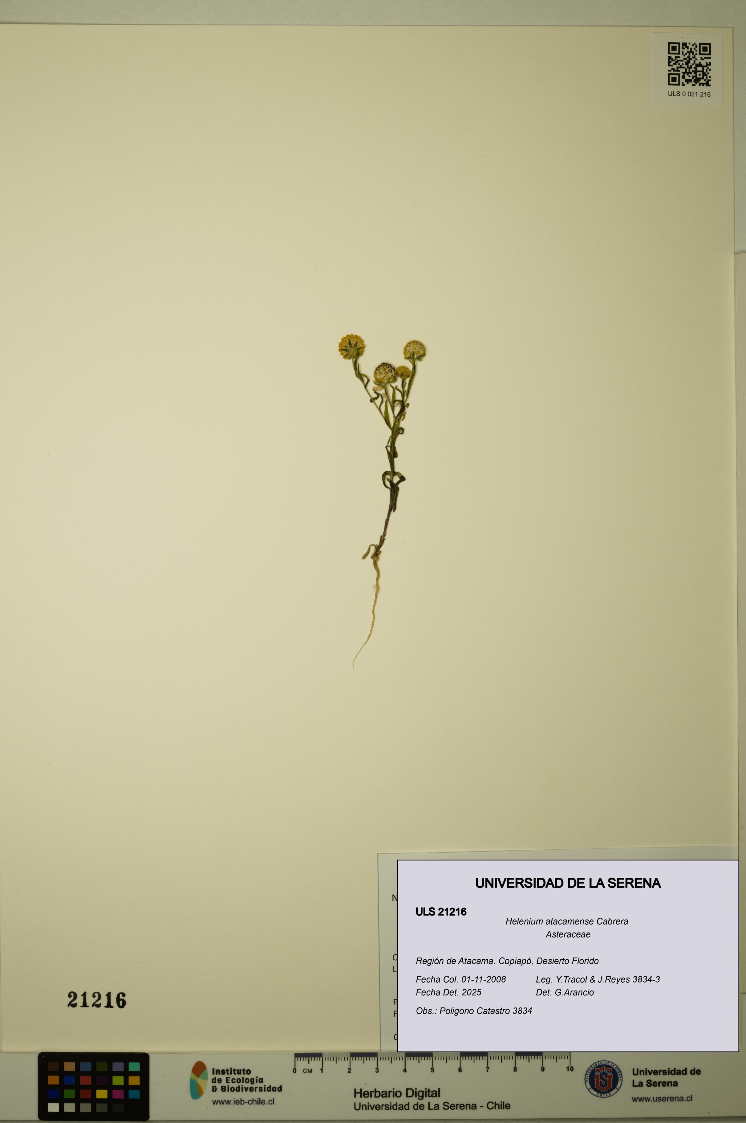 Helenium atacamense [Espécimen: ULS:ULS:0021216]
