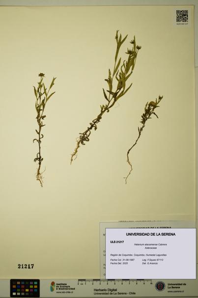 Helenium atacamense [Espécimen: ULS:ULS:0021217]