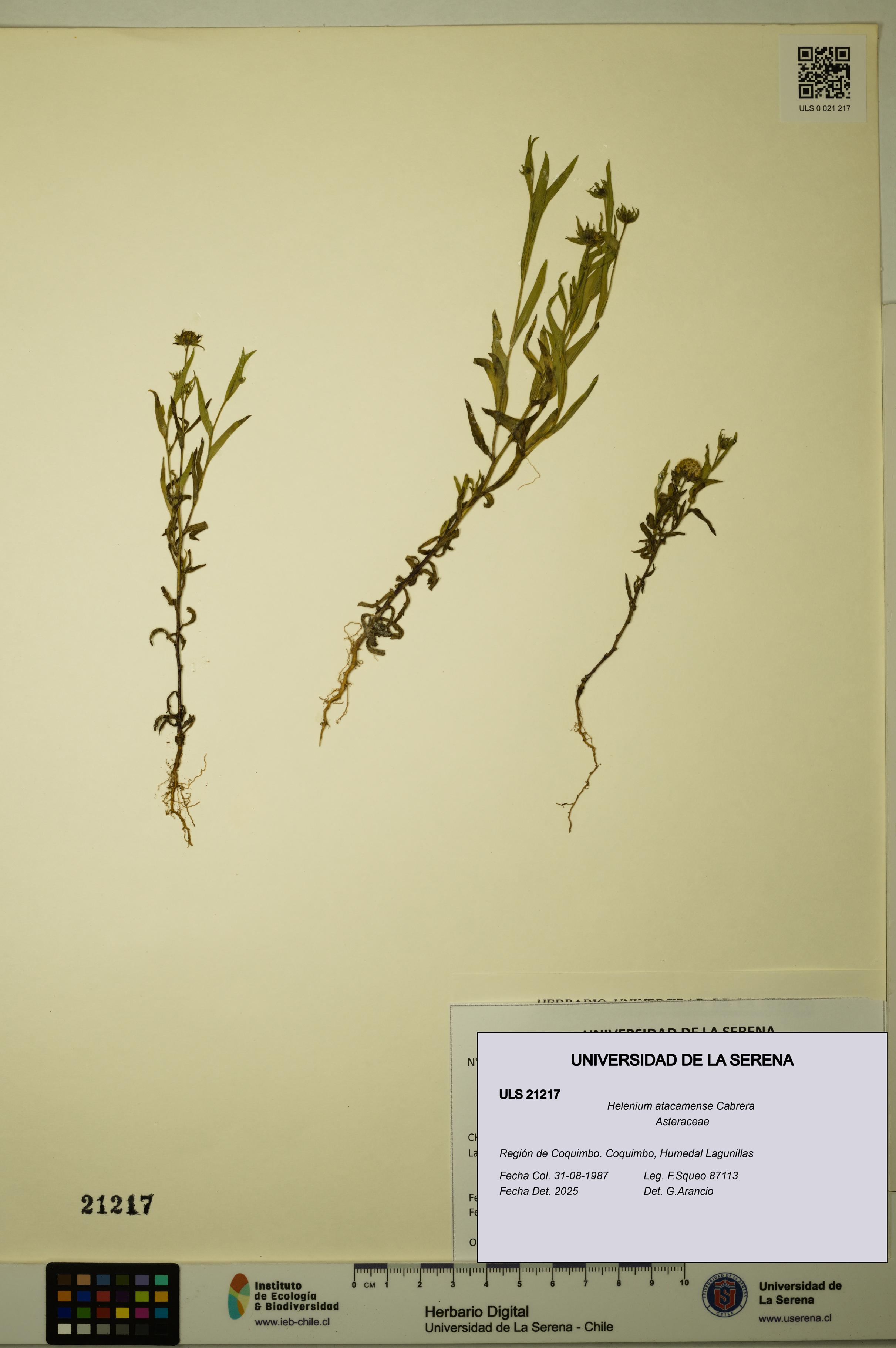 Helenium atacamense [Espécimen: ULS:ULS:0021217]