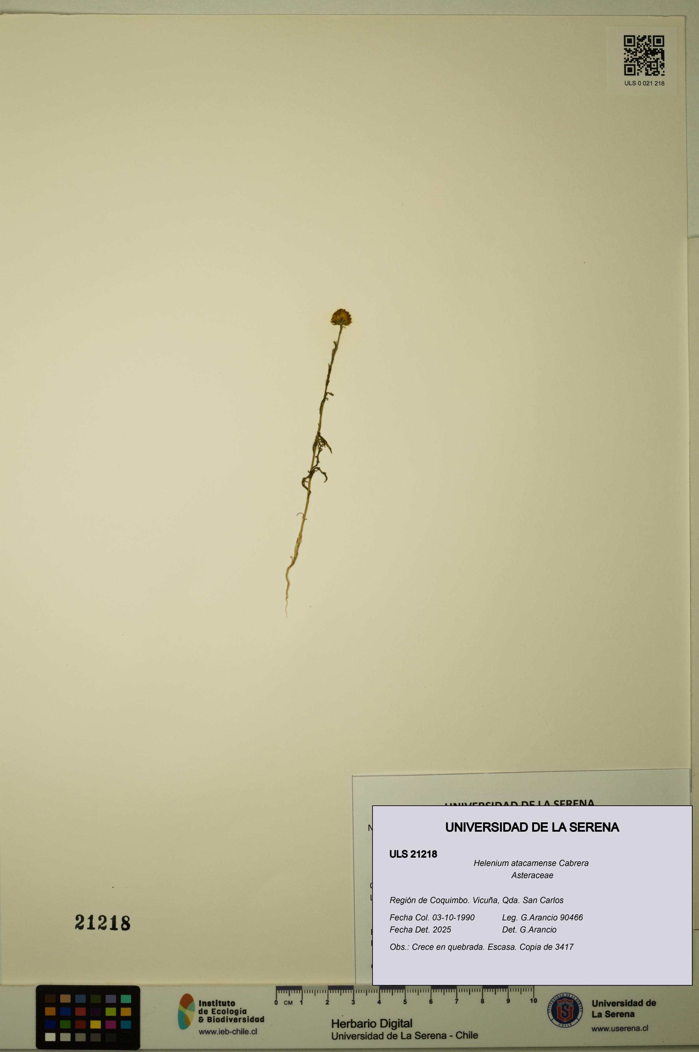 Helenium atacamense [Espécimen: ULS:ULS:0021218]