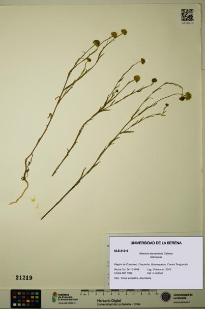 Helenium atacamense [Espécimen: ULS:ULS:0021219]