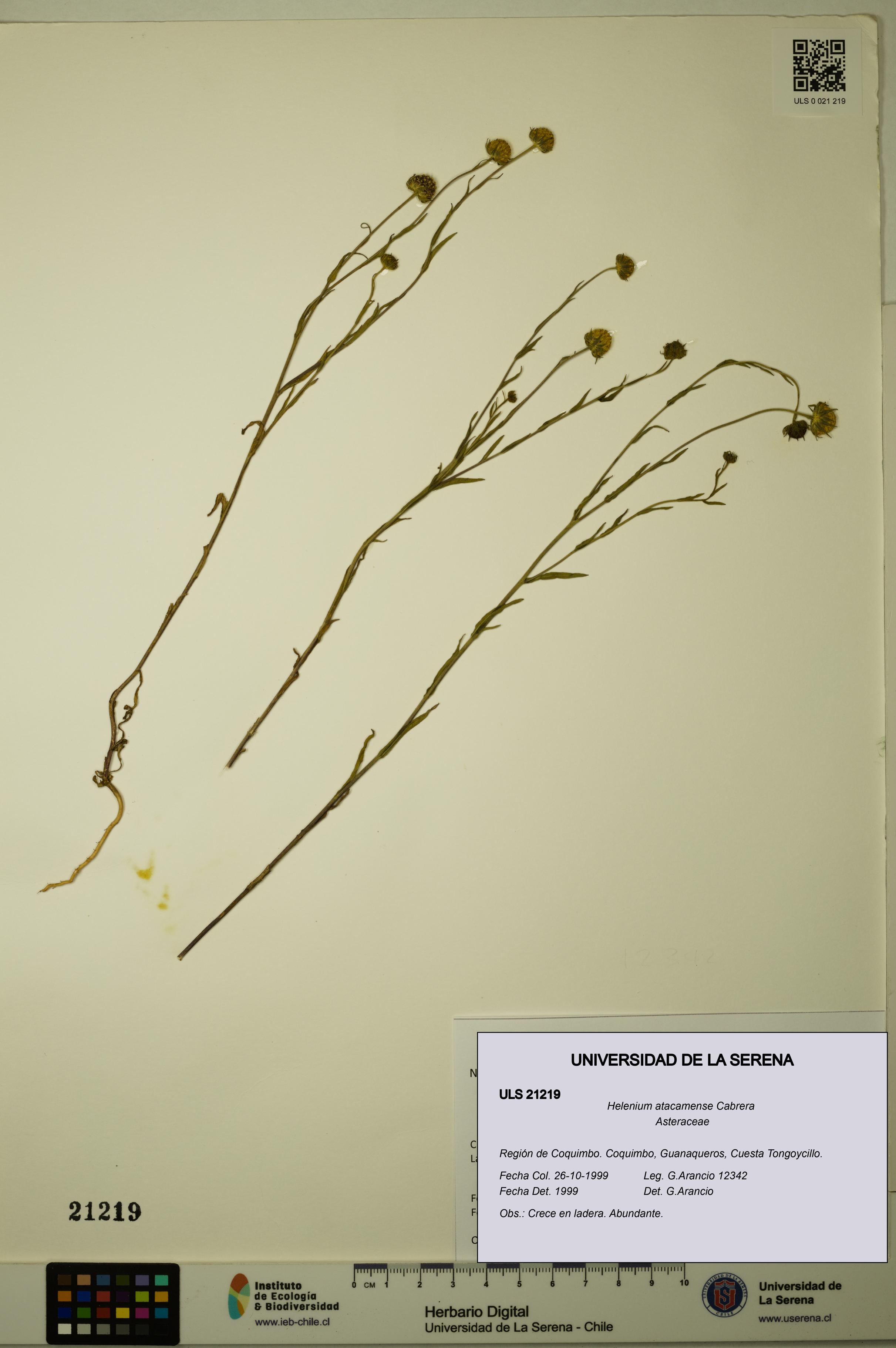 Helenium atacamense [Espécimen: ULS:ULS:0021219]