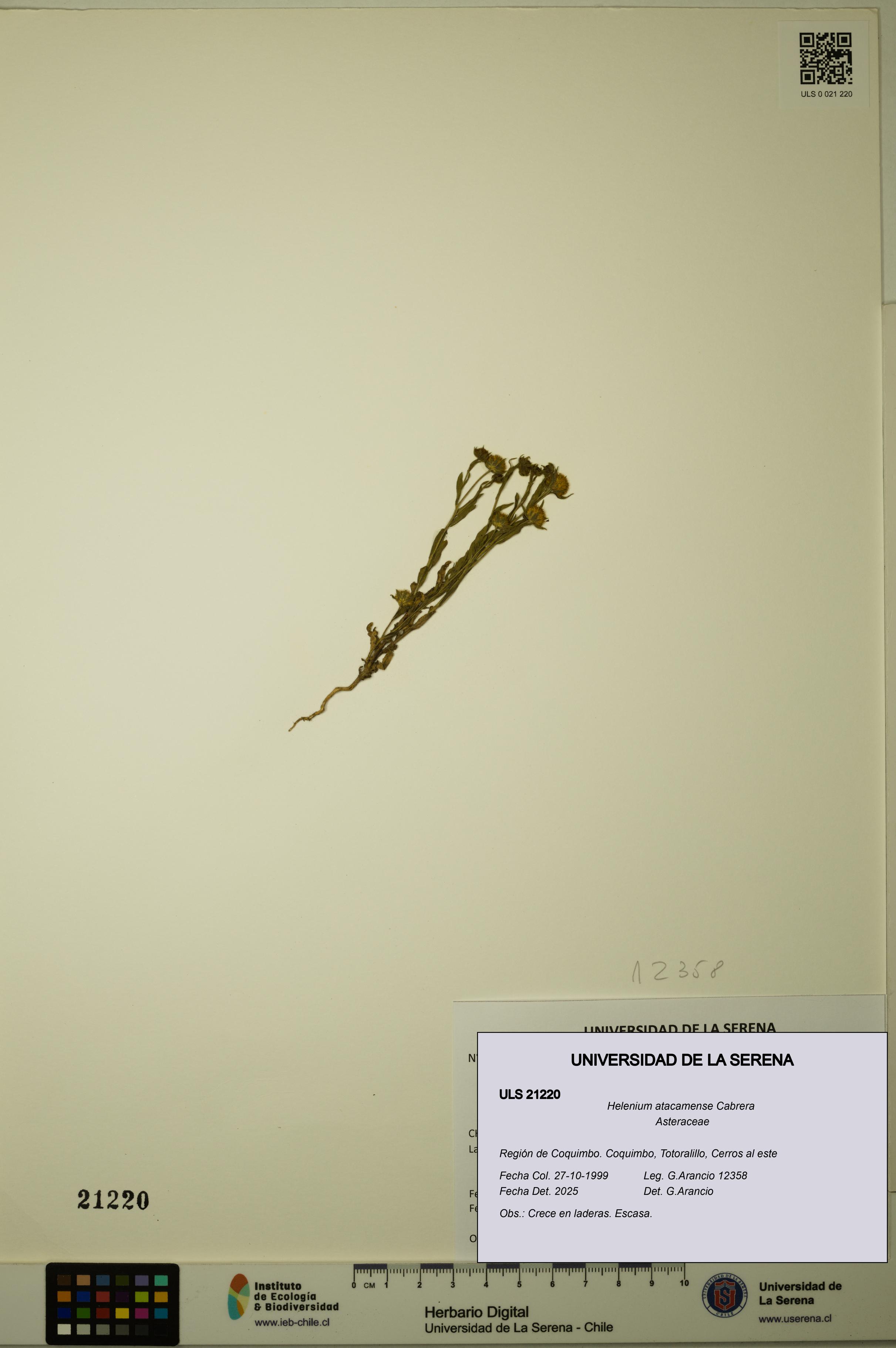 Helenium atacamense [Espécimen: ULS:ULS:0021220]