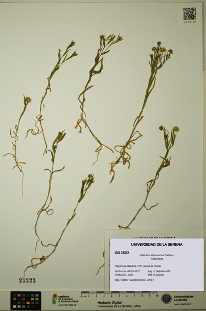 Helenium atacamense [Espécimen: ULS:ULS:0021223]