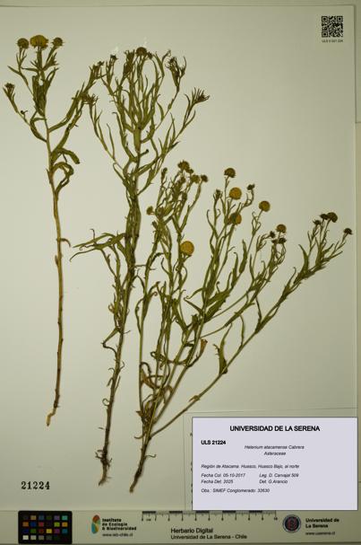 Helenium atacamense [Espécimen: ULS:ULS:0021224]