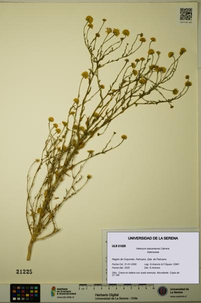 Helenium atacamense [Espécimen: ULS:ULS:0021225]