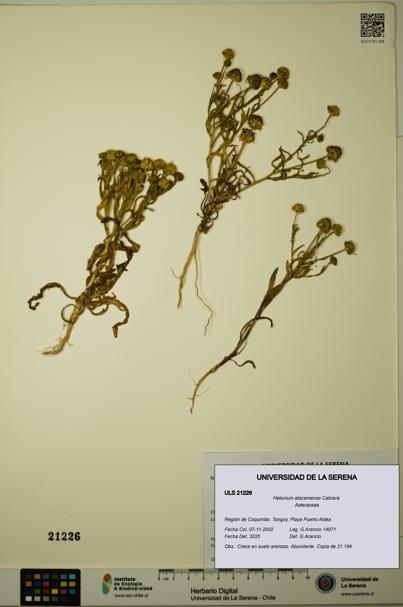 Helenium atacamense [Espécimen: ULS:ULS:0021226]
