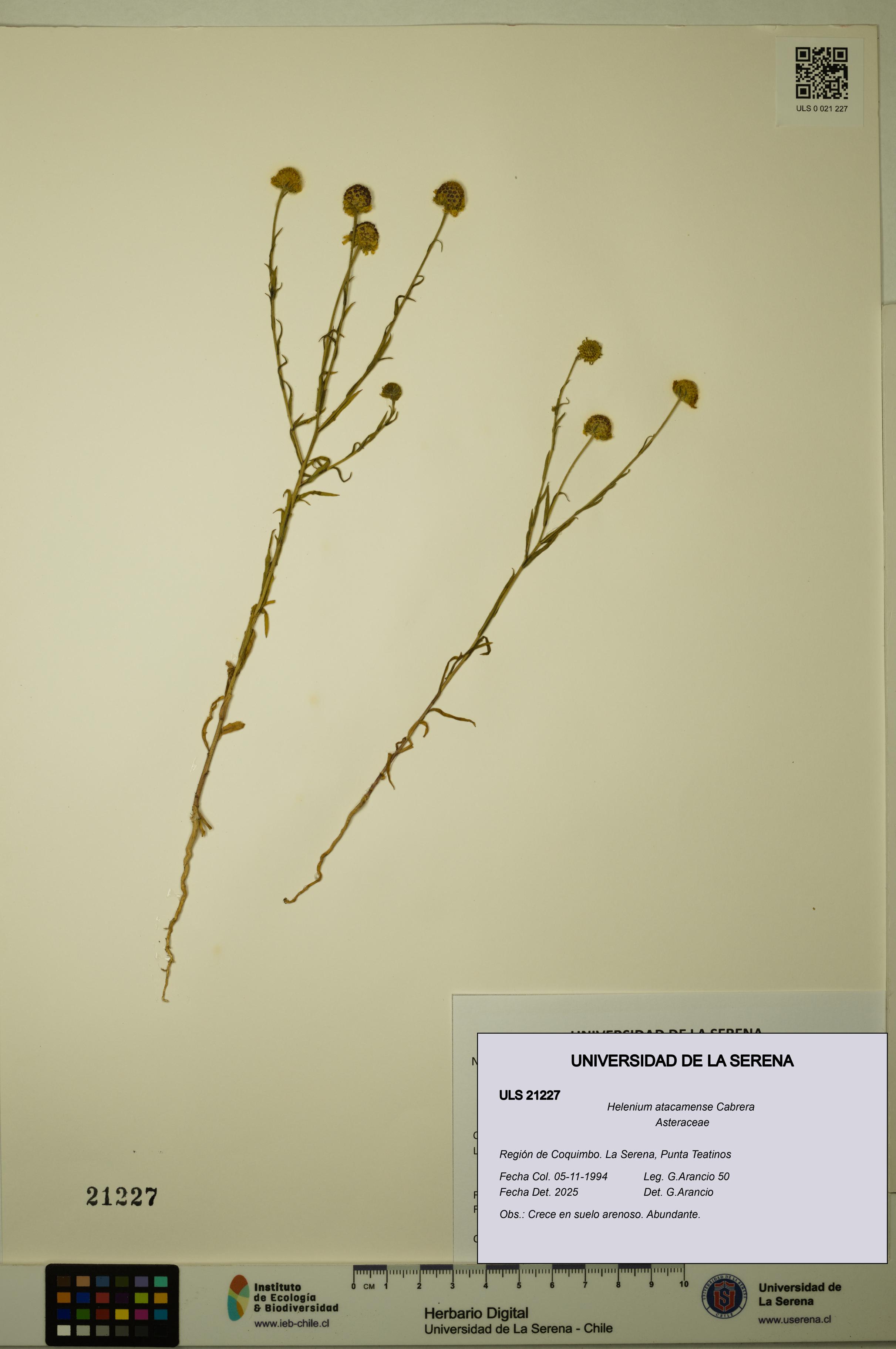Helenium atacamense [Espécimen: ULS:ULS:0021227]