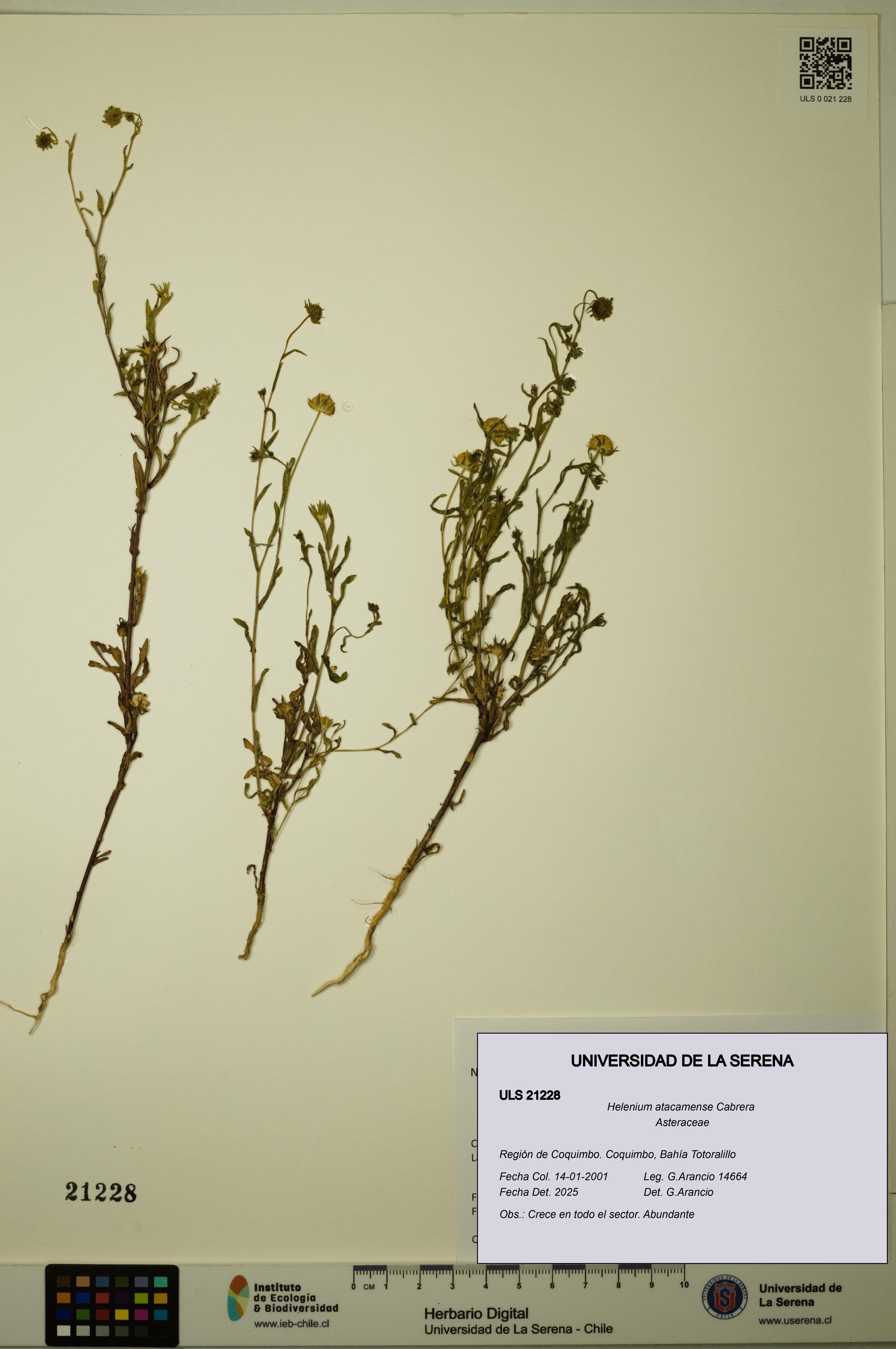 Helenium atacamense [Espécimen: ULS:ULS:0021228]