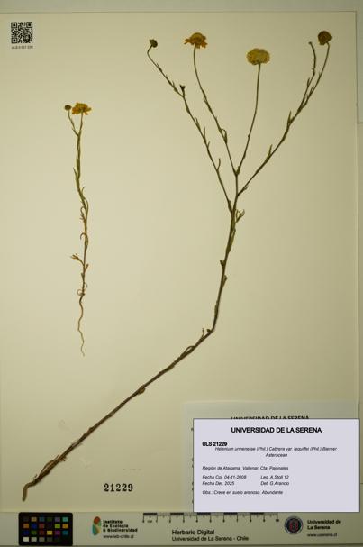 Helenium urmenetae var. leguiffei [Espécimen: ULS:ULS:0021229]