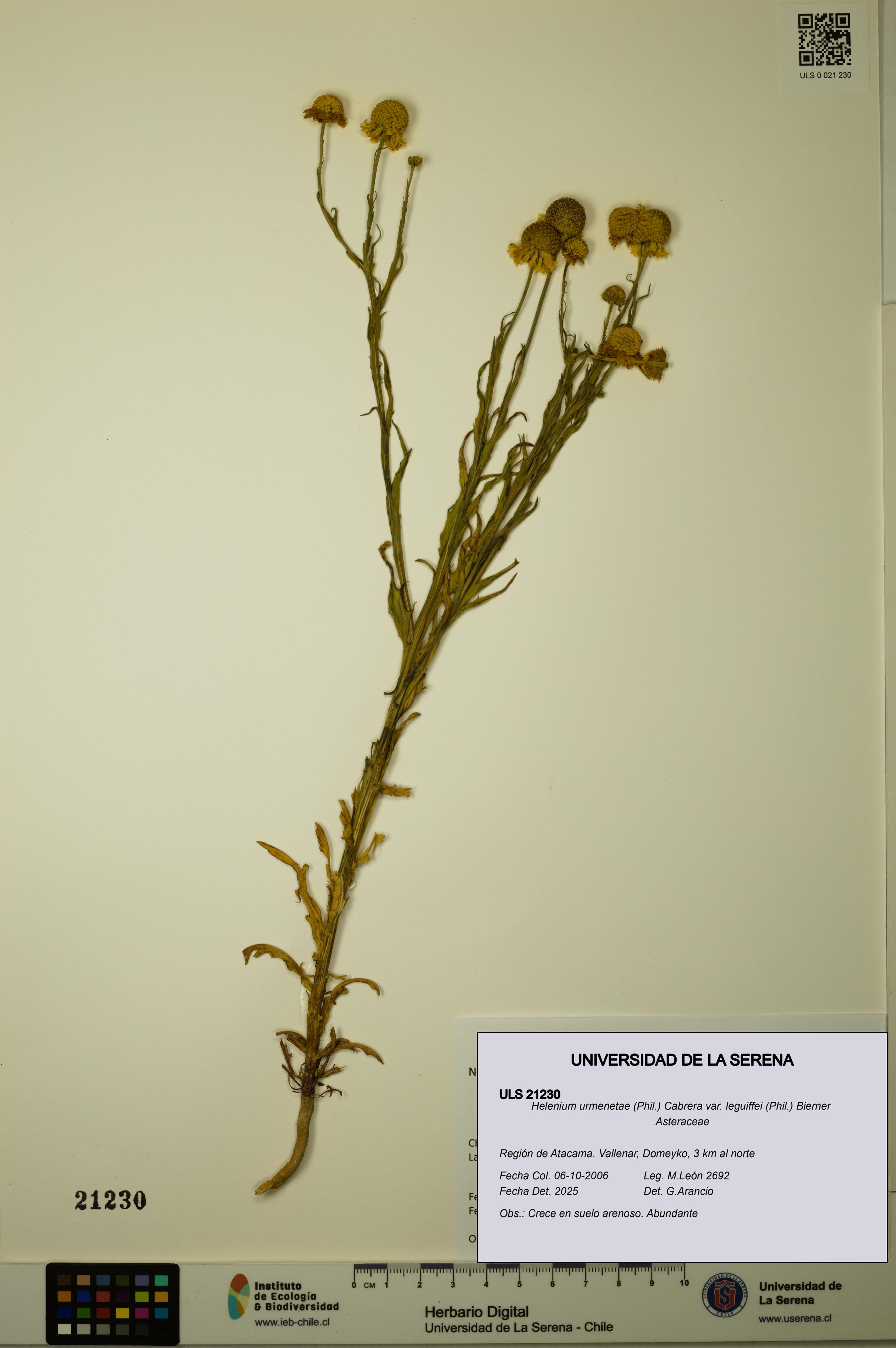 Helenium urmenetae var. leguiffei [Espécimen: ULS:ULS:0021230]