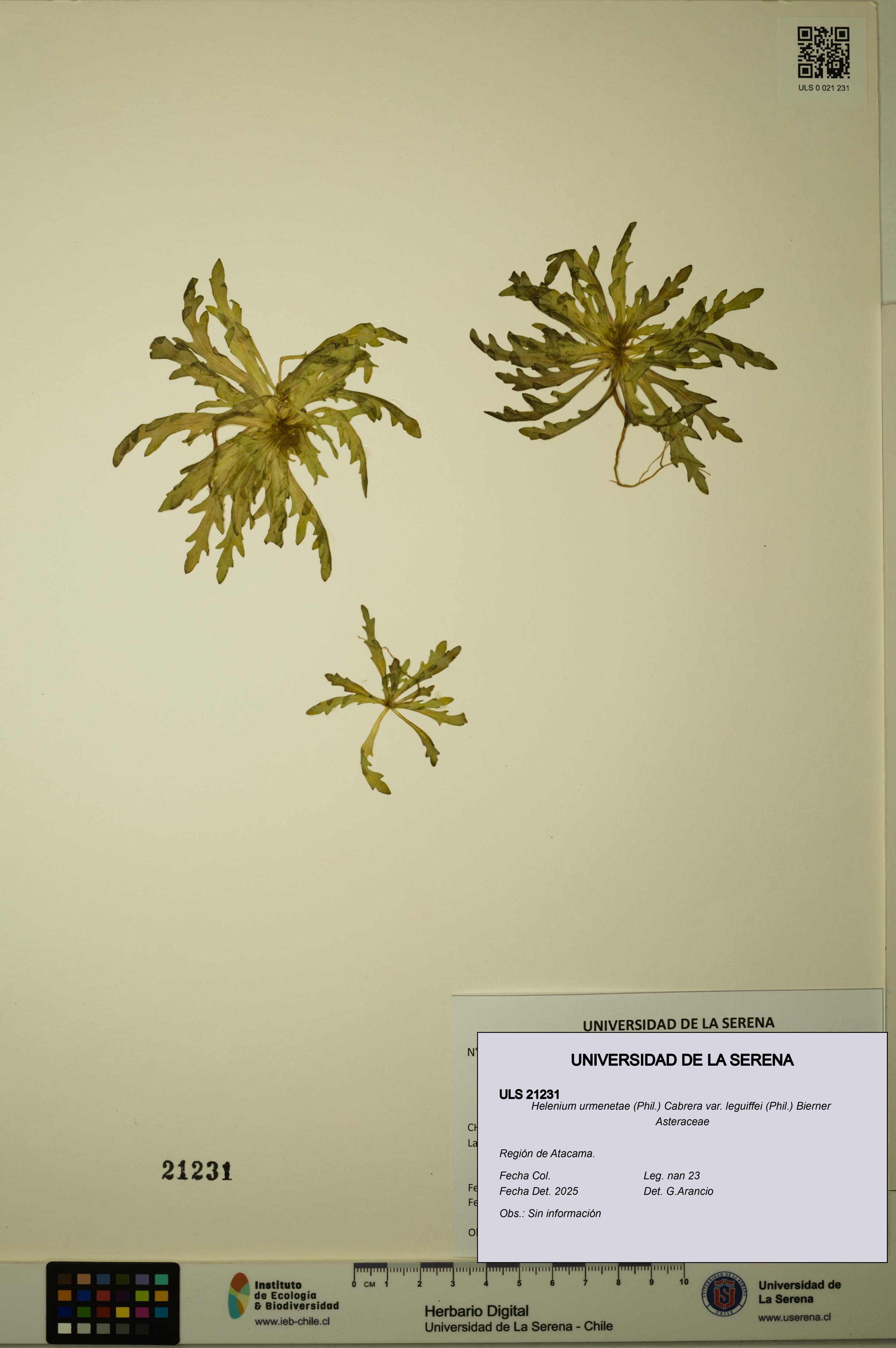Helenium urmenetae var. leguiffei [Espécimen: ULS:ULS:0021231]