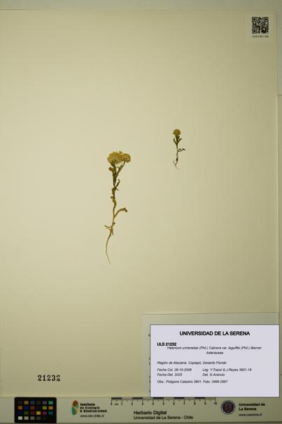 Helenium urmenetae var. leguiffei [Espécimen: ULS:ULS:0021232]
