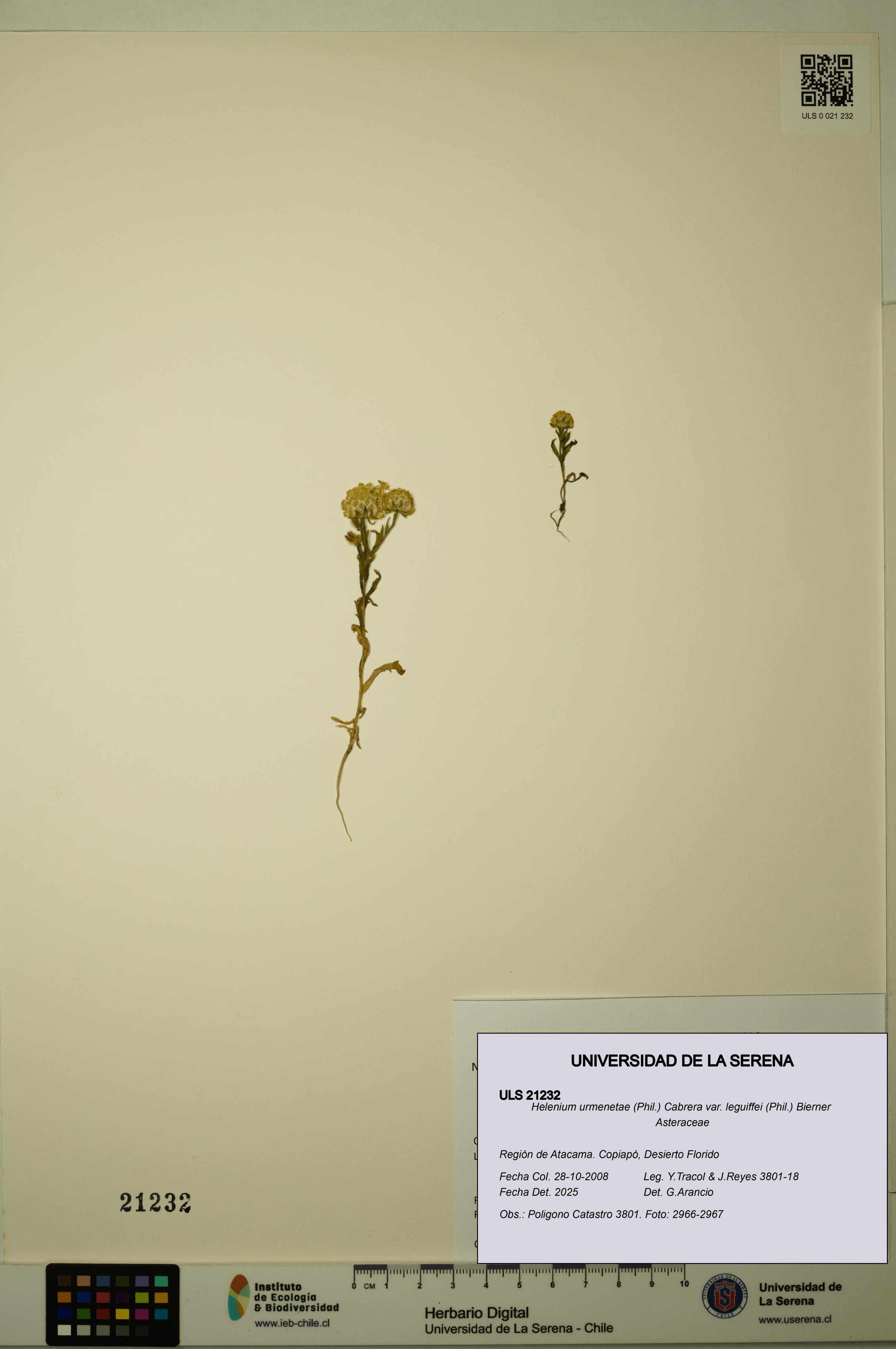 Helenium urmenetae var. leguiffei [Espécimen: ULS:ULS:0021232]