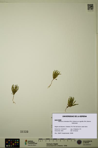 Helenium urmenetae var. leguiffei [Espécimen: ULS:ULS:0021233]