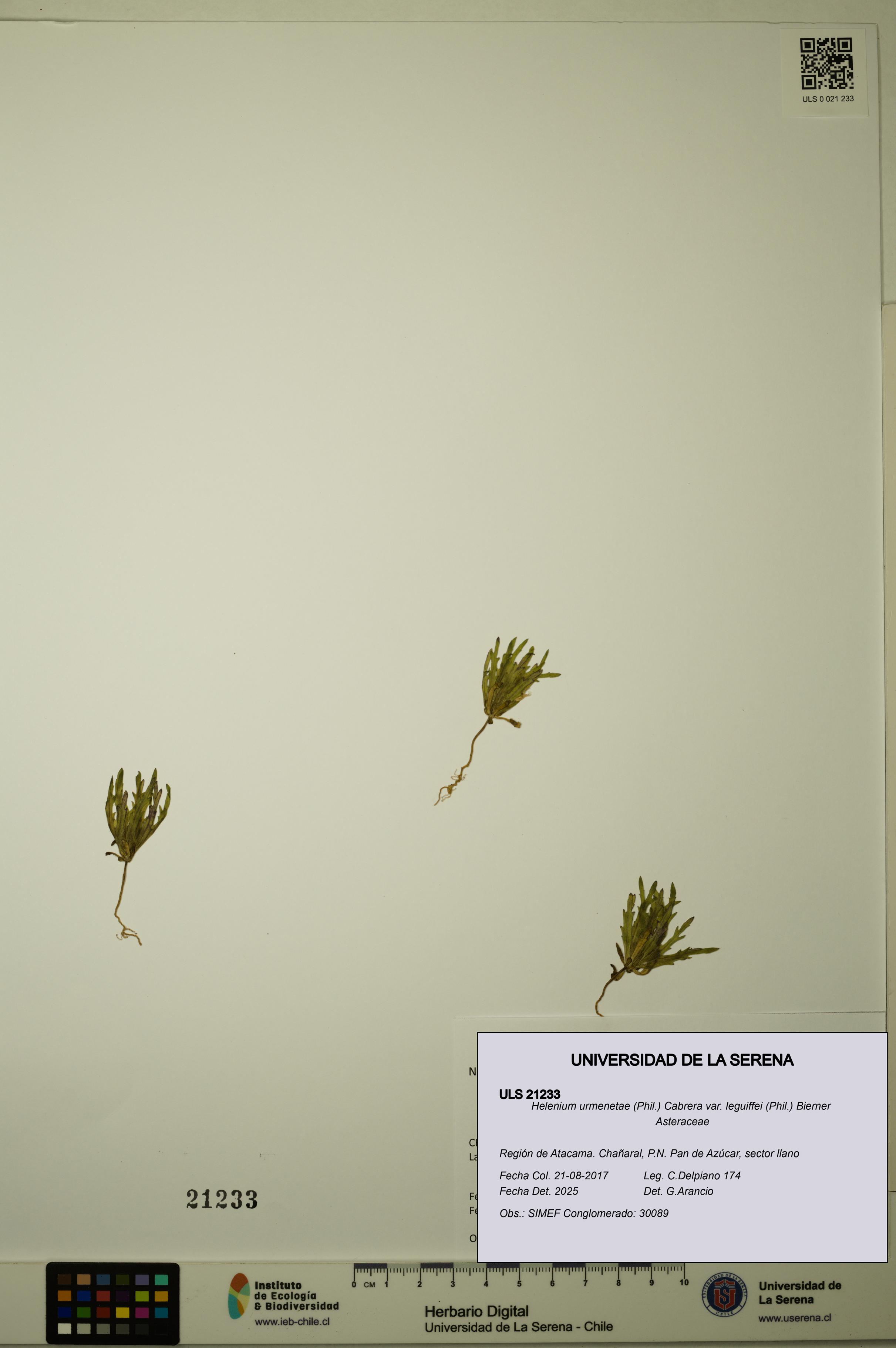 Helenium urmenetae var. leguiffei [Espécimen: ULS:ULS:0021233]