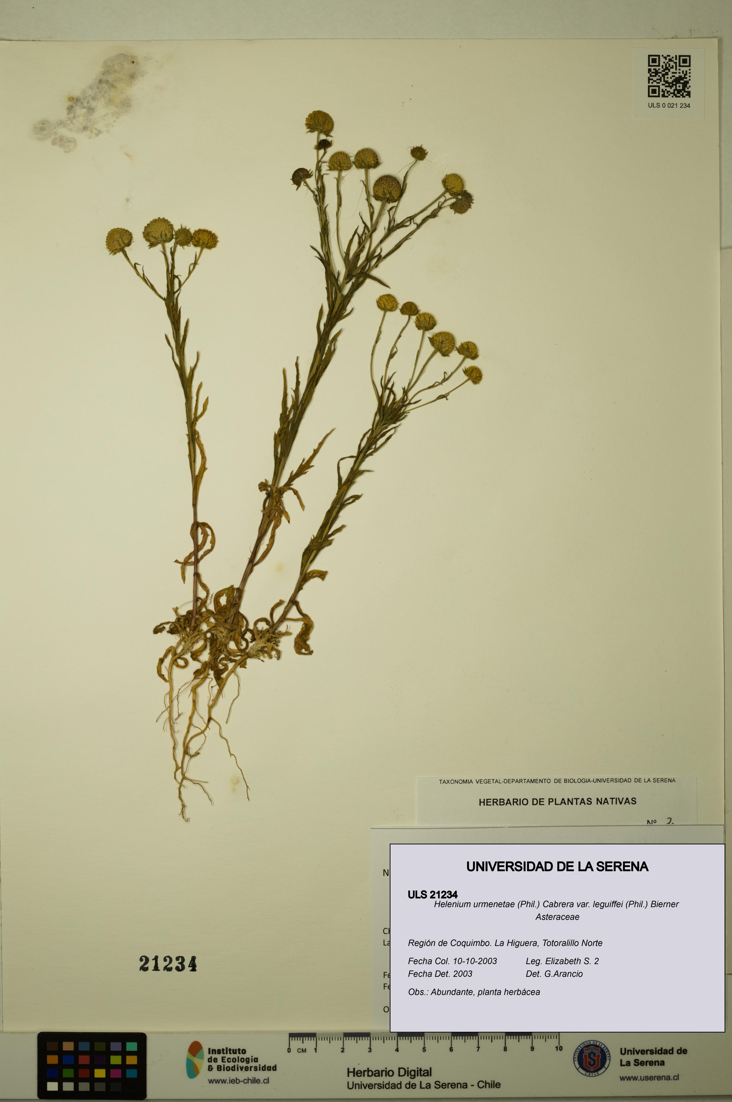 Helenium urmenetae var. leguiffei [Espécimen: ULS:ULS:0021234]