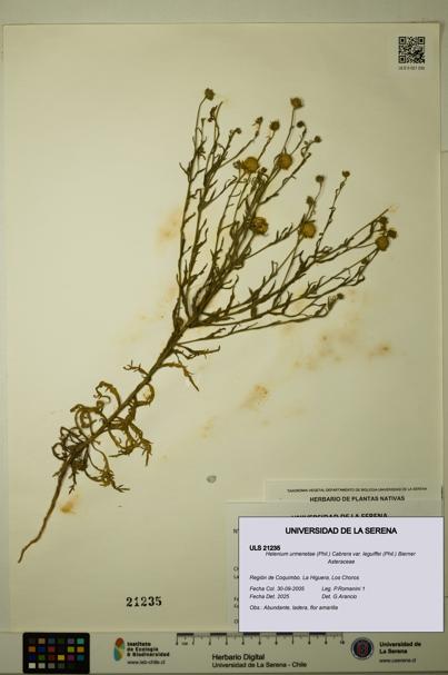 Helenium urmenetae var. leguiffei [Espécimen: ULS:ULS:0021235]