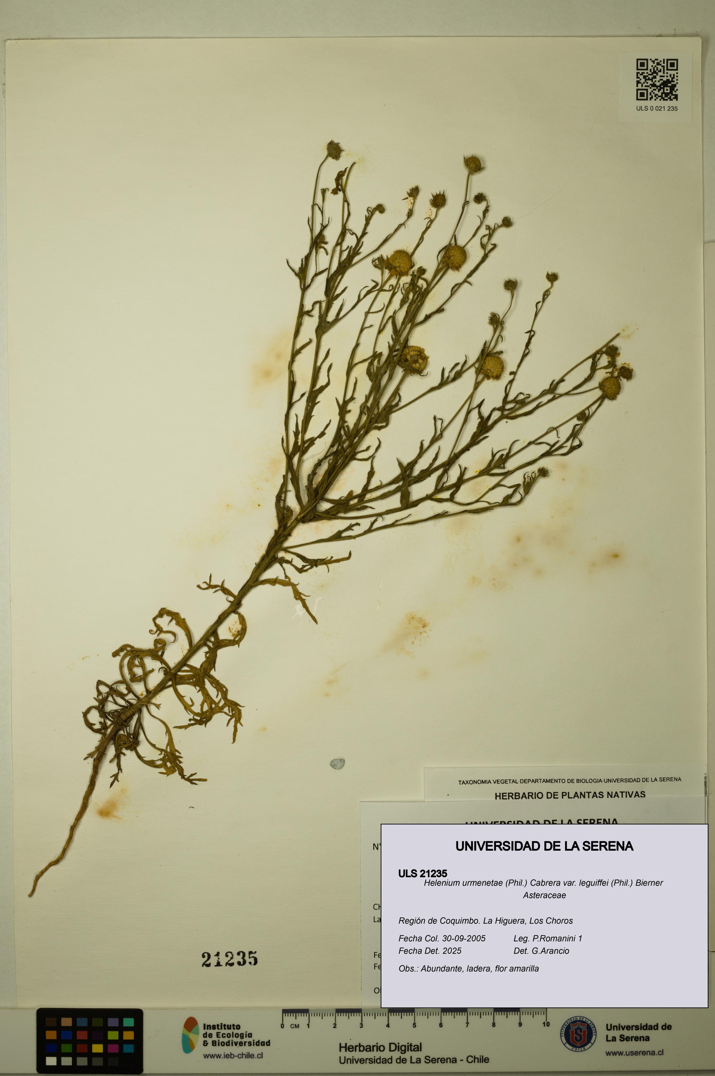 Helenium urmenetae var. leguiffei [Espécimen: ULS:ULS:0021235]