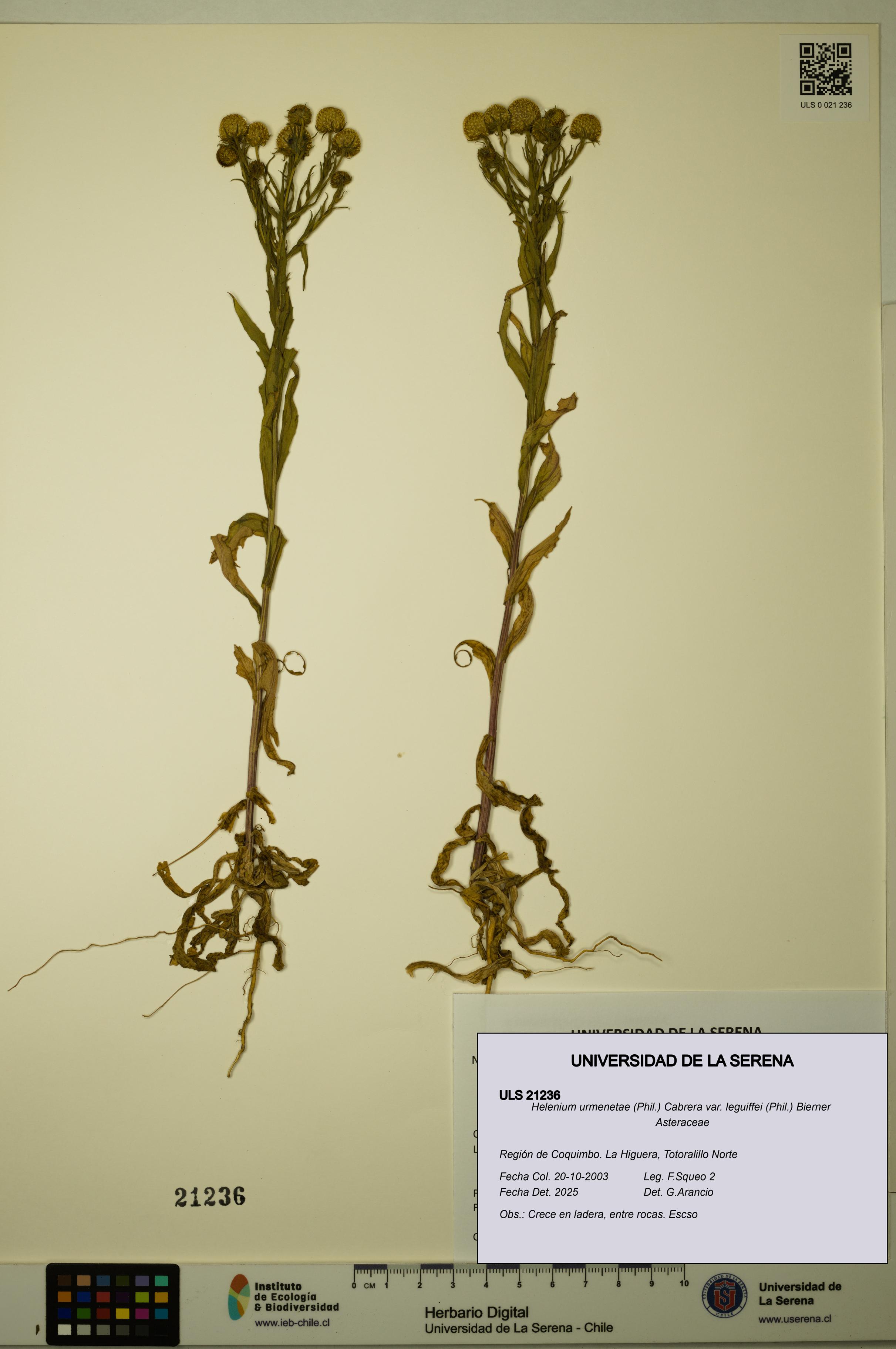 Helenium urmenetae var. leguiffei [Espécimen: ULS:ULS:0021236]