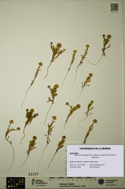 Helenium urmenetae var. leguiffei [Espécimen: ULS:ULS:0021237]