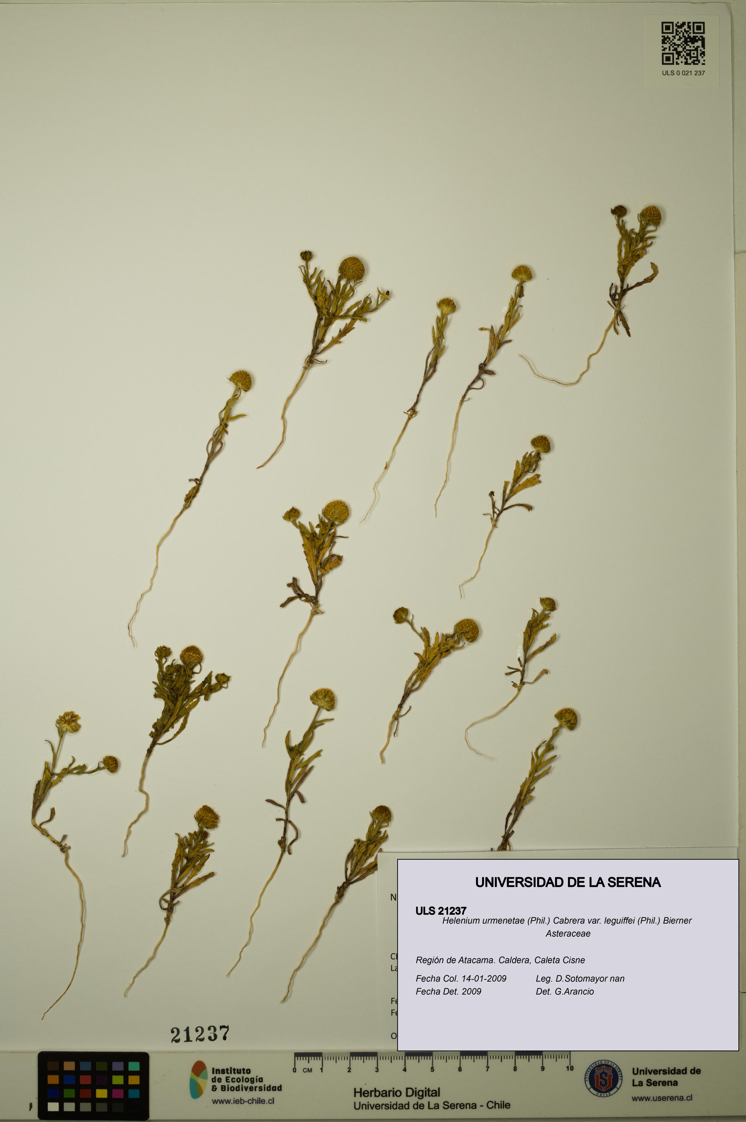 Helenium urmenetae var. leguiffei [Espécimen: ULS:ULS:0021237]