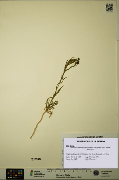 Helenium urmenetae var. leguiffei [Espécimen: ULS:ULS:0021238]