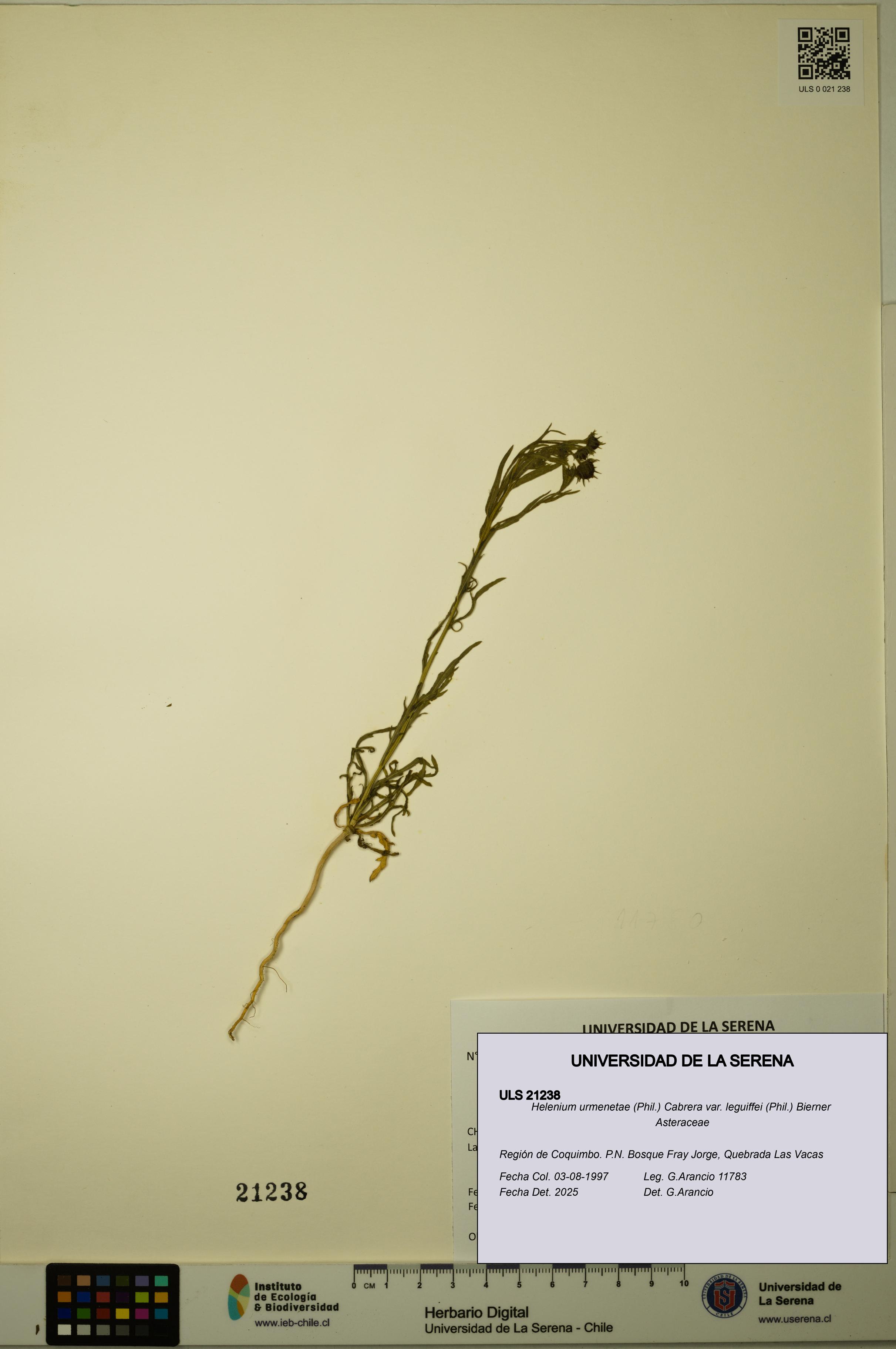 Helenium urmenetae var. leguiffei [Espécimen: ULS:ULS:0021238]
