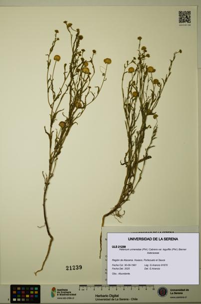 Helenium urmenetae var. leguiffei [Espécimen: ULS:ULS:0021239]