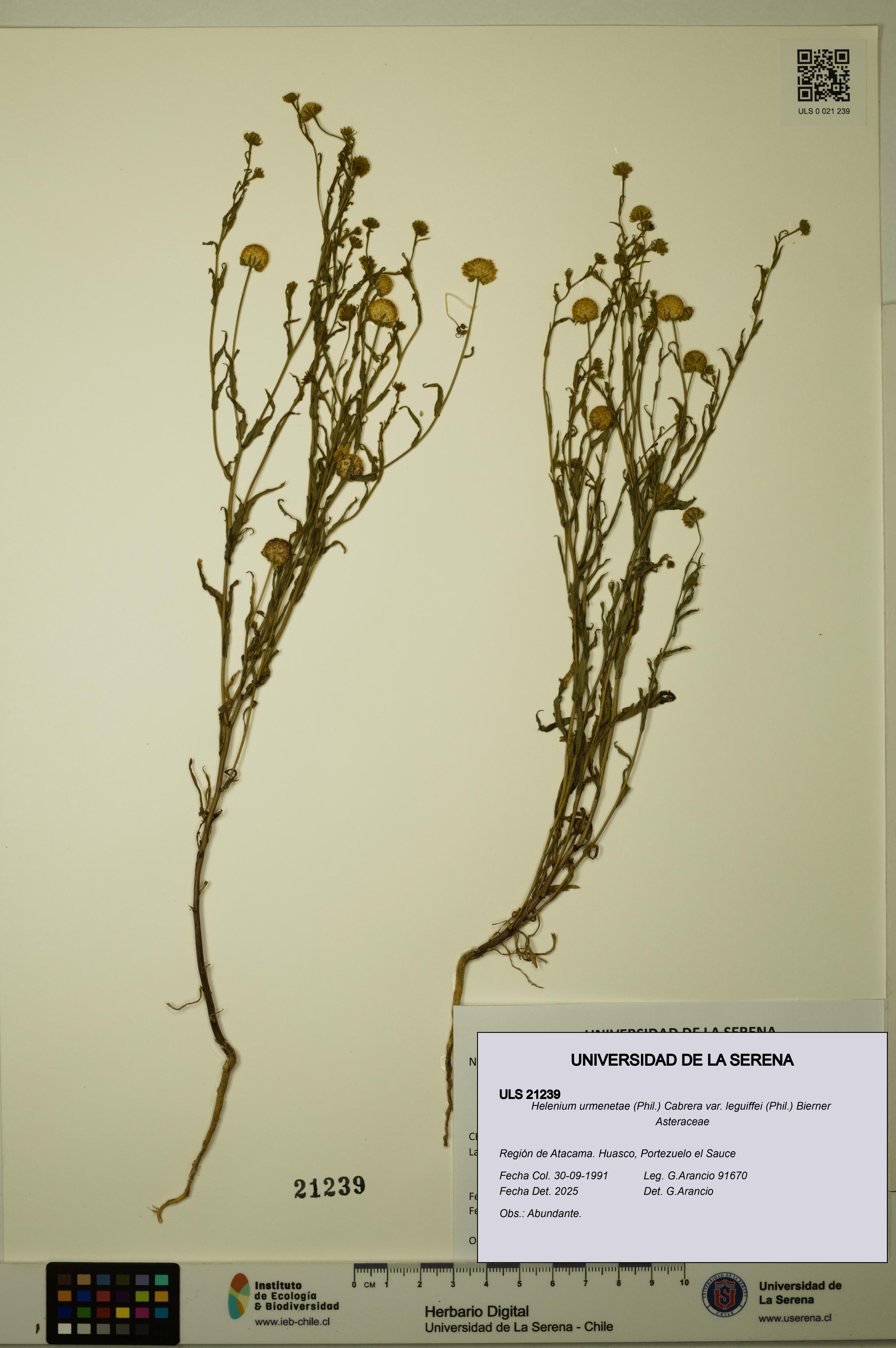 Helenium urmenetae var. leguiffei [Espécimen: ULS:ULS:0021239]